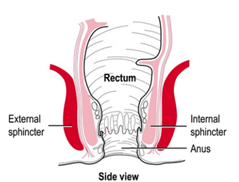 A side view diagram of the rectum