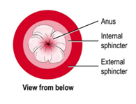 A diagram of the underneath view of the rectum