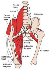 Diagram showing the posterior chain muscles, including glutes, hamstrings, and spinal erectors, essential for posture and movement.