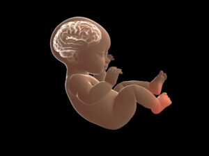 picture of a baby's brain 