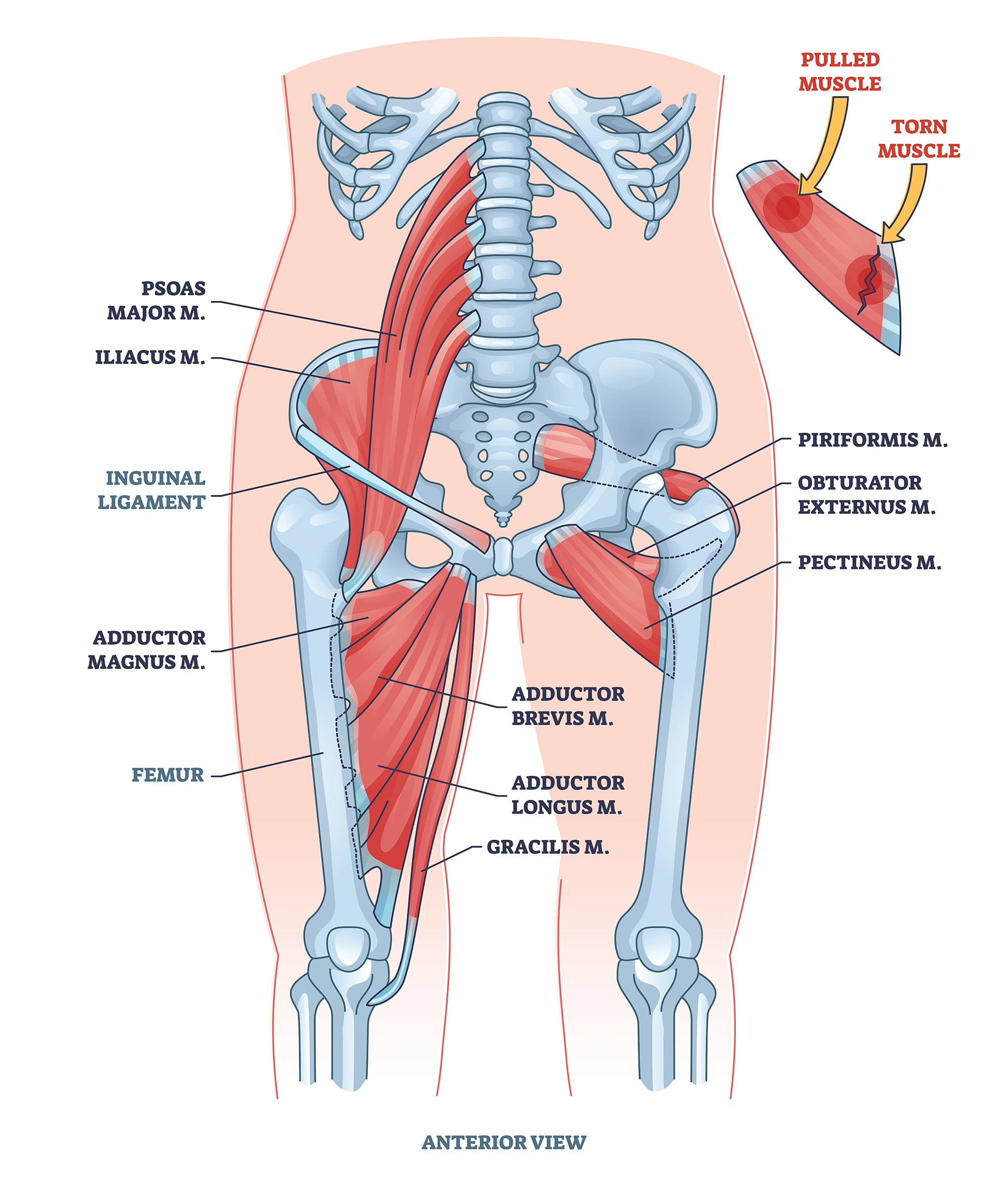 Diagram showing the posterior chain muscles, including glutes, hamstrings, and spinal erectors, essential for posture and movement.