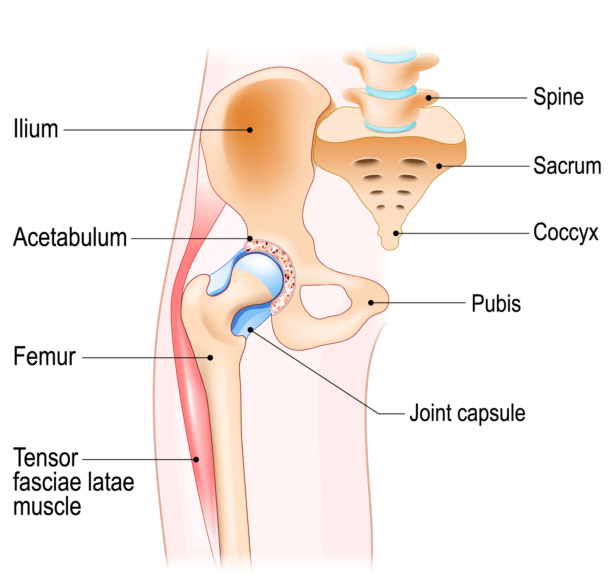 anatomy of the hip joint