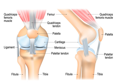 anatomy of the knee