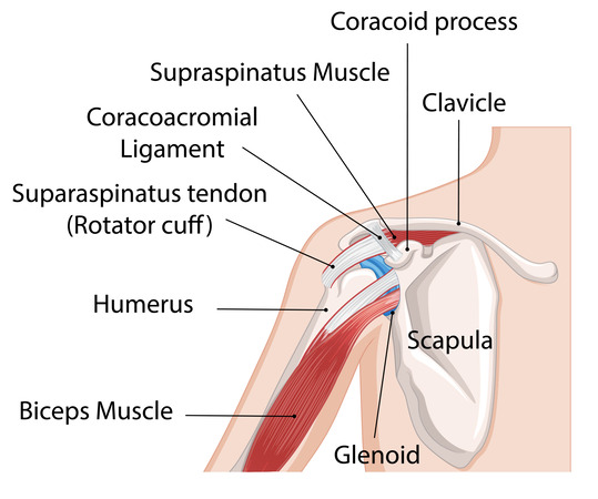 anatomy of the shoulder