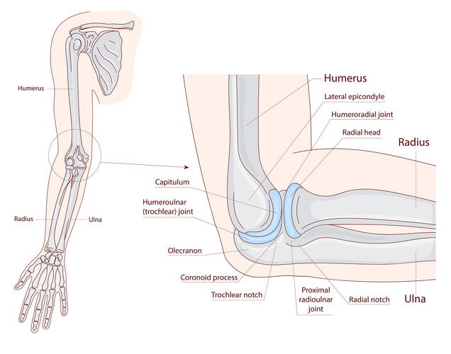 anatomy of the elbow